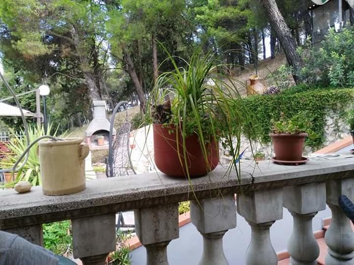 B&B Peschici Rooms 外观 照片